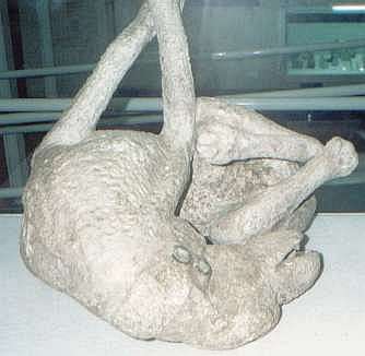 Boscoreale Museum, Bodycast of Dog.
