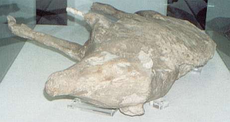 Boscoreale Museum, Bodycast of Pig