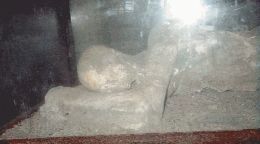 Bodycast in the Room off the Garden